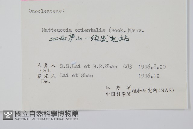 東方莢果蕨藏品圖，第2張