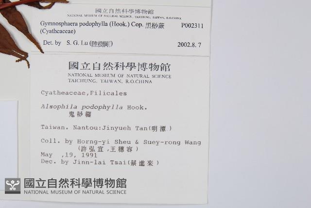 黑桫蕨藏品圖，第2張