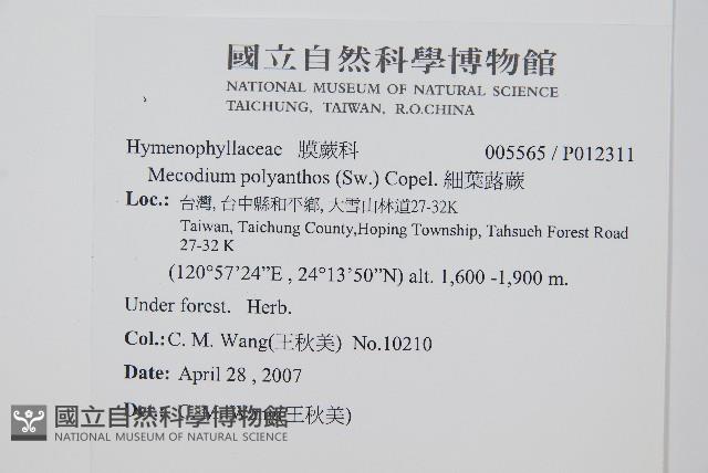 細葉蕗蕨藏品圖，第2張