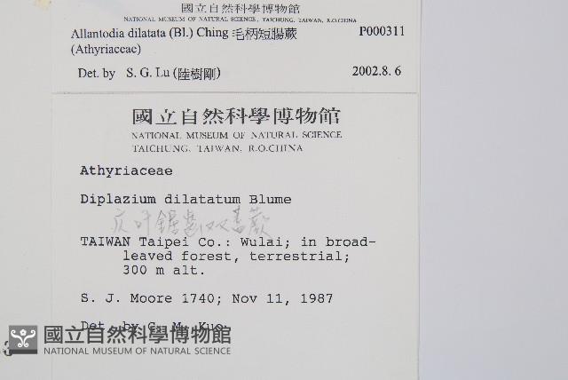 毛柄短腸蕨藏品圖，第2張