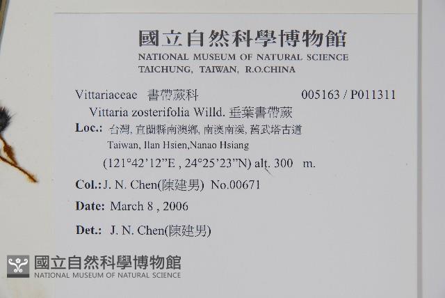 垂葉書帶蕨藏品圖，第2張