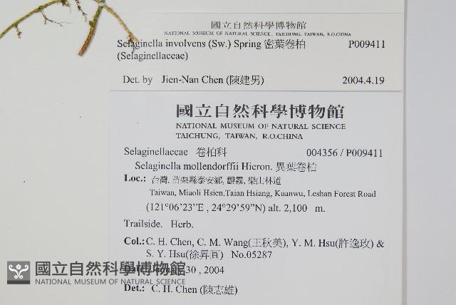 密葉卷柏藏品圖，第2張