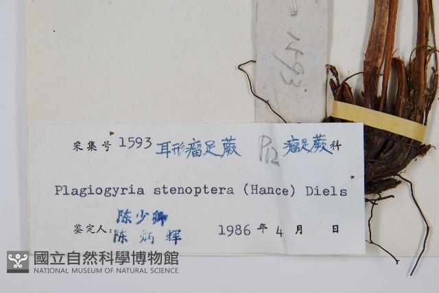 耳形瘤足蕨藏品圖，第2張