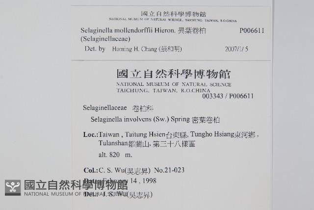 異葉卷柏藏品圖，第2張