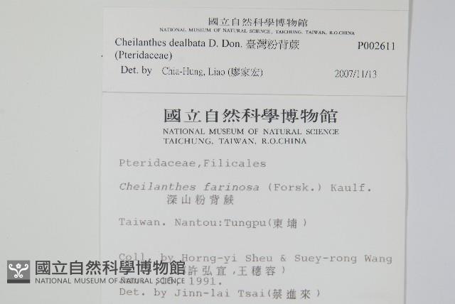 臺灣粉背蕨藏品圖，第2張