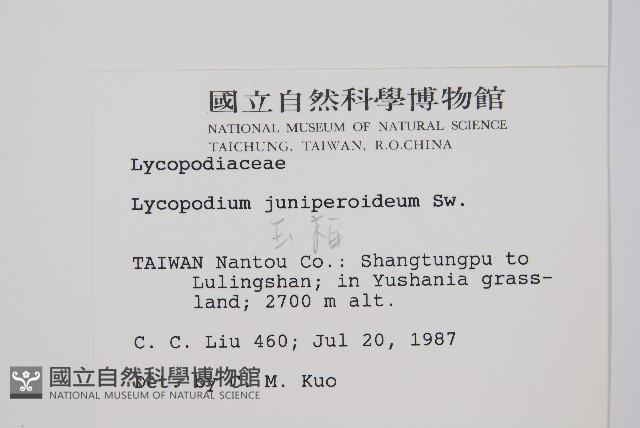 Tree clubmoss Collection Image, Figure 2, Total 2 Figures