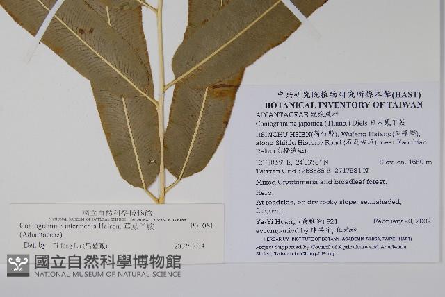 華鳳丫蕨藏品圖，第2張