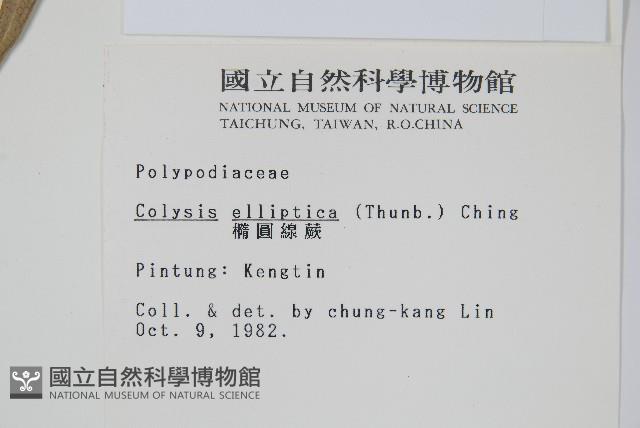 橢圓線蕨藏品圖，第2張