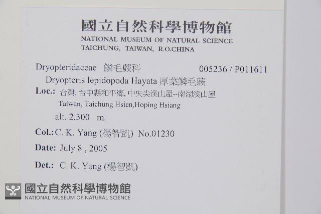 厚葉鱗毛蕨藏品圖，第2張