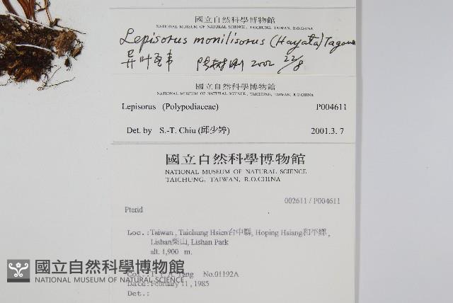 擬芨瓦葦藏品圖，第2張