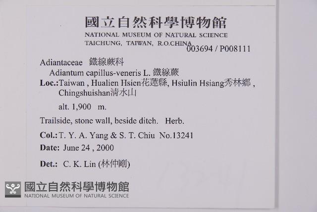 鐵線蕨藏品圖，第2張