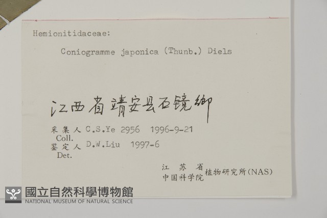 日本鳳丫蕨藏品圖，第2張