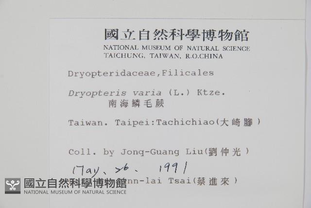 南海鱗毛蕨藏品圖，第2張