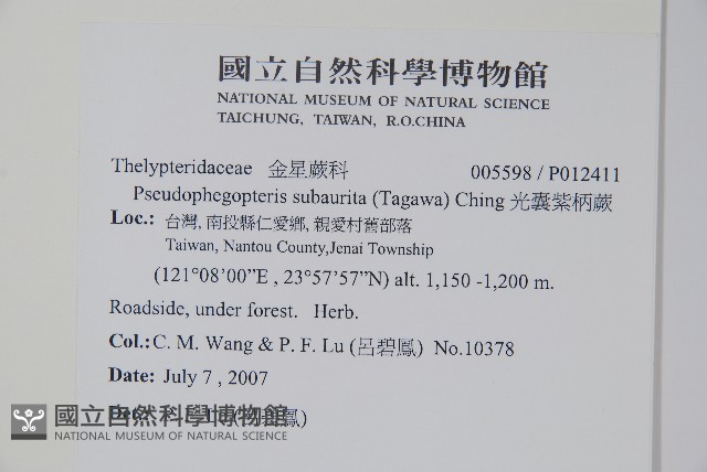 光囊紫柄蕨藏品圖，第2張