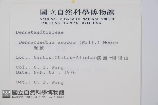 碗蕨藏品圖，第2張