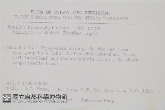 梳葉蕨藏品圖，第2張