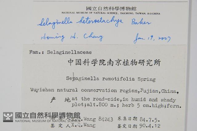 姬卷柏藏品圖，第2張