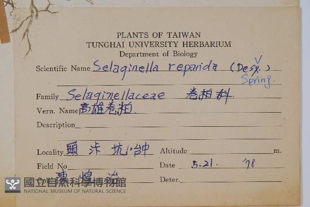 高雄卷柏藏品圖，第2張