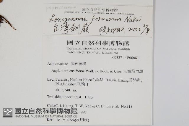 台灣劍蕨藏品圖，第2張