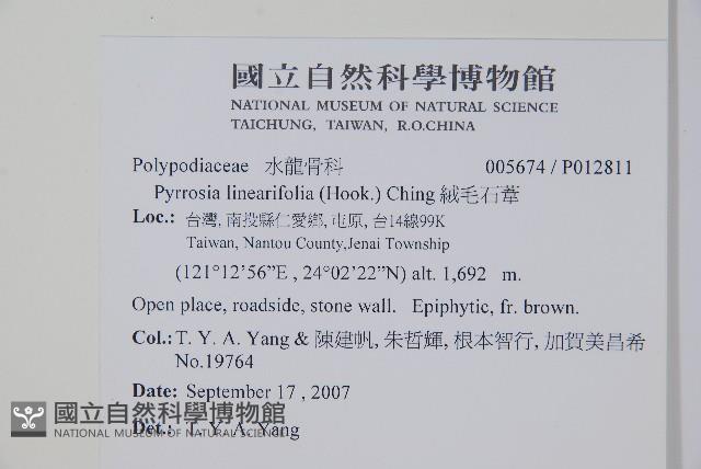 絨毛石葦藏品圖，第2張