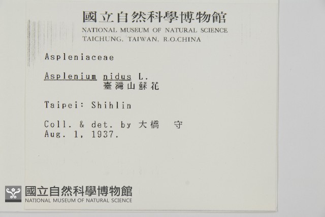 臺灣山蘇花藏品圖，第2張