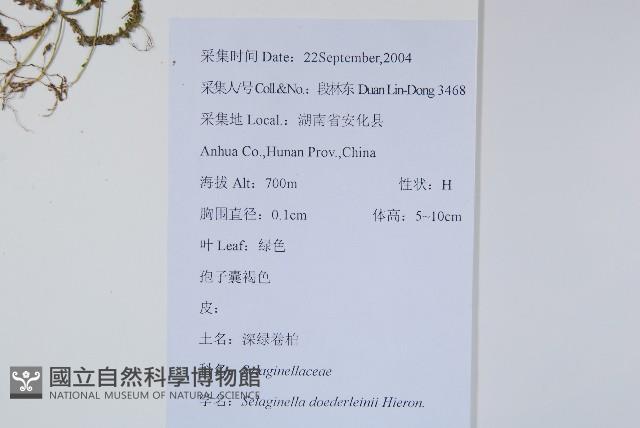 生根卷柏藏品圖，第2張