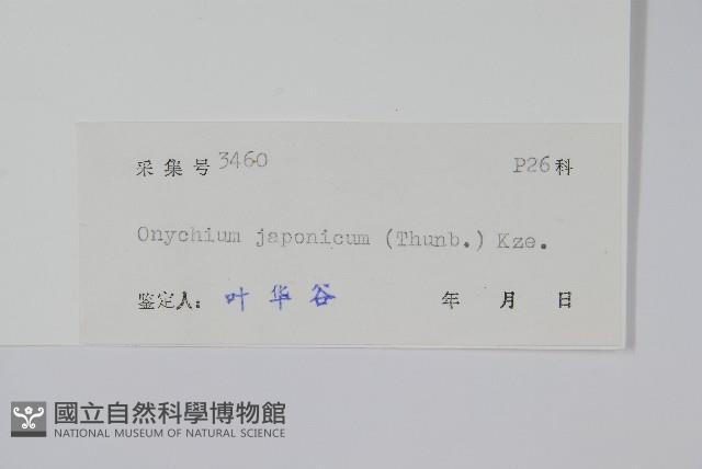 日本金粉蕨藏品圖，第2張