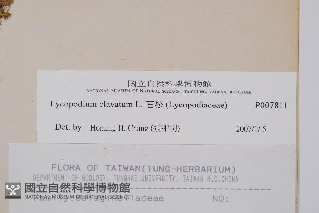 石松藏品圖，第2張