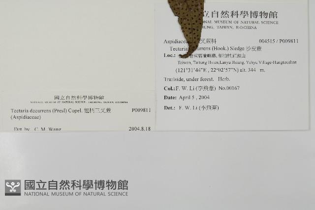 翅柄三叉蕨藏品圖，第1張