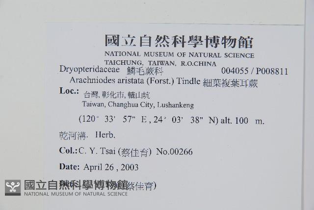 細葉複葉耳蕨藏品圖，第2張