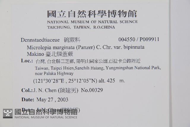 臺北鱗蓋蕨藏品圖，第2張