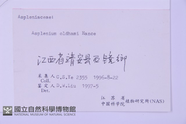 俄氏鐵角蕨藏品圖，第2張