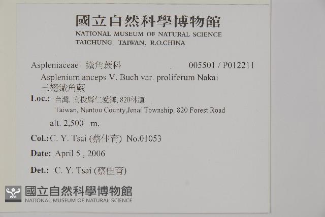 三翅鐵角蕨藏品圖，第2張