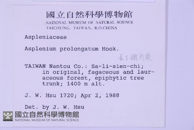 長生鐵角蕨藏品圖，第2張