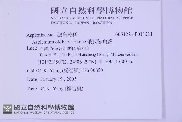 俄氏鐵角蕨藏品圖，第2張