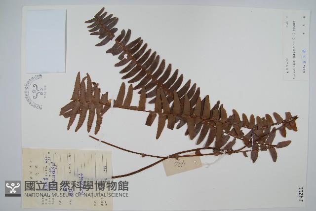 腎蕨藏品圖，第1張