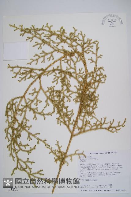 過山龍藏品圖，第1張