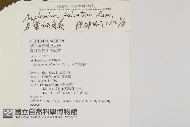 鐮葉鐵角蕨藏品圖，第2張