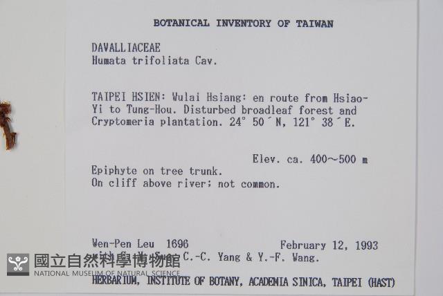 鱗葉陰石蕨藏品圖，第2張