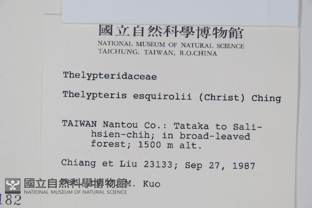 斜葉金星蕨藏品圖，第2張