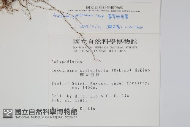 劍葉鐵角蕨、箭葉鐵角蕨藏品圖，第2張