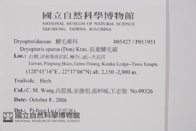 長葉鱗毛蕨藏品圖，第2張