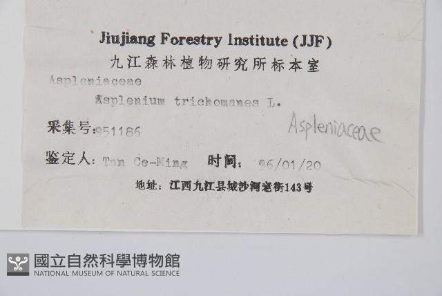 鐵角蕨藏品圖，第2張