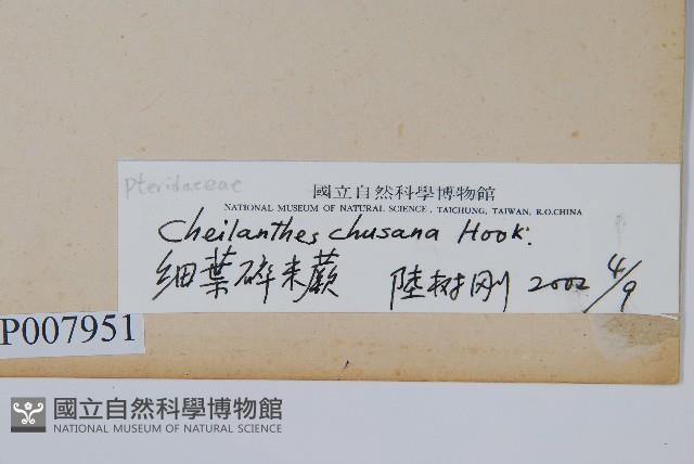 細葉碎米蕨藏品圖，第2張