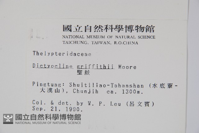 聖蕨藏品圖，第2張
