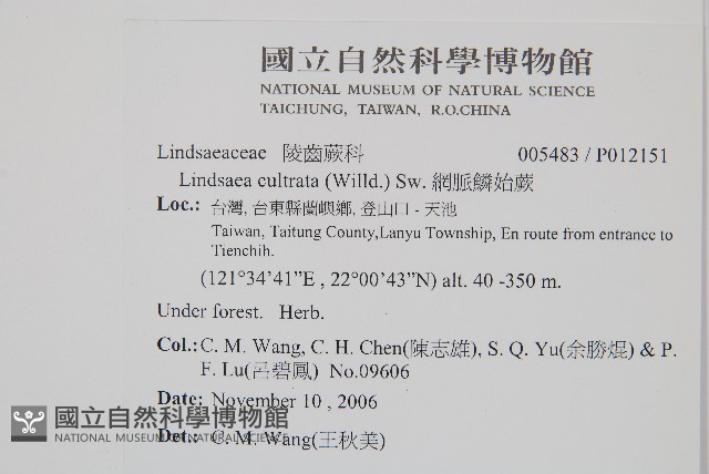 網脈鱗始蕨藏品圖，第2張