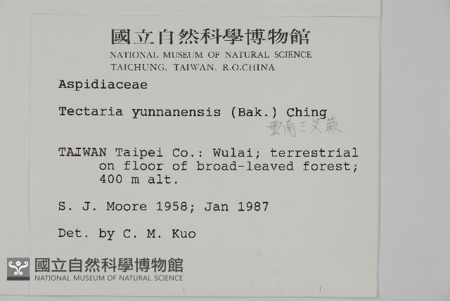 雲南三叉蕨藏品圖，第2張