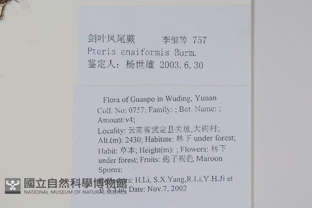 箭葉鳳尾蕨藏品圖，第2張