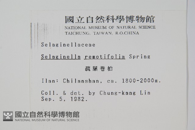 疏葉卷柏藏品圖，第2張