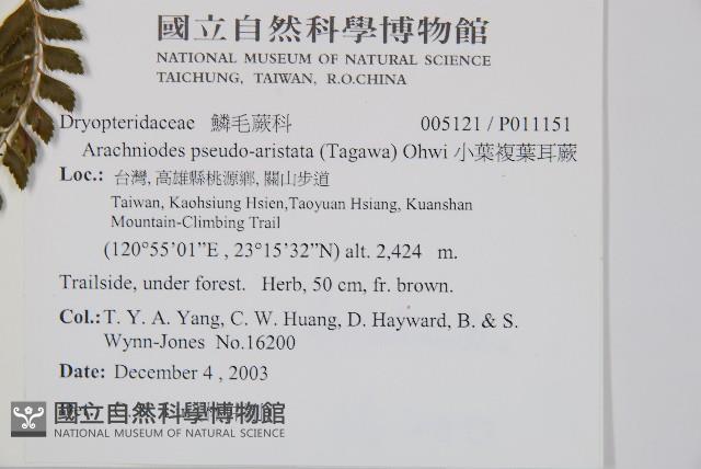 斜方複葉耳蕨藏品圖，第2張